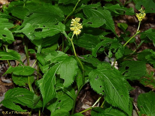{Solidago flexicaulis}